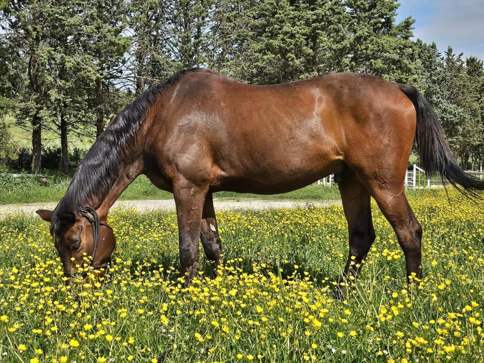 Spring, Day, Natural landscape, Summer, Garden, Horse-riding, View (from property/room), Animals, Garden view, Seasons, Time of day, Inner courtyard view