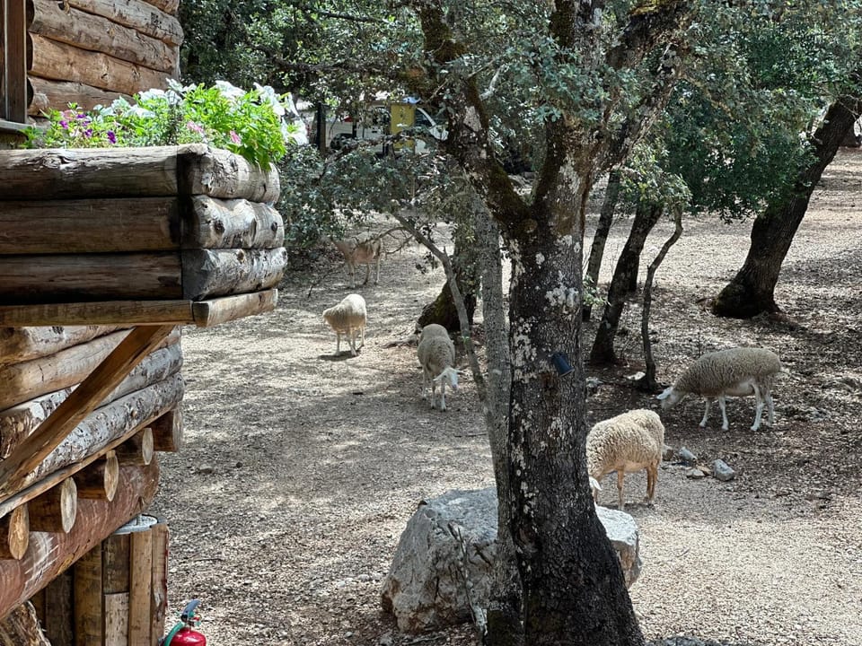 Animals