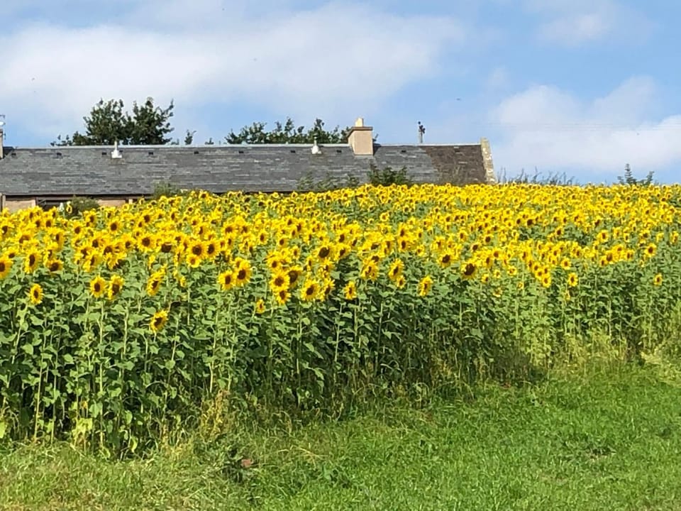 Property building, Natural landscape, Garden