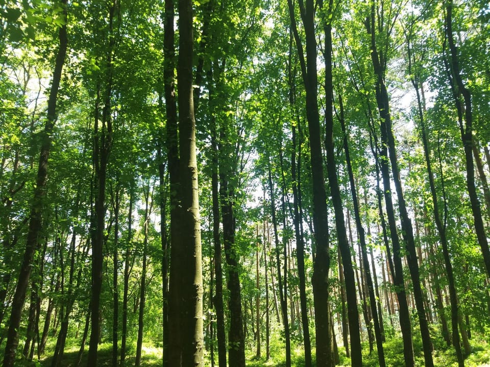 Natural landscape