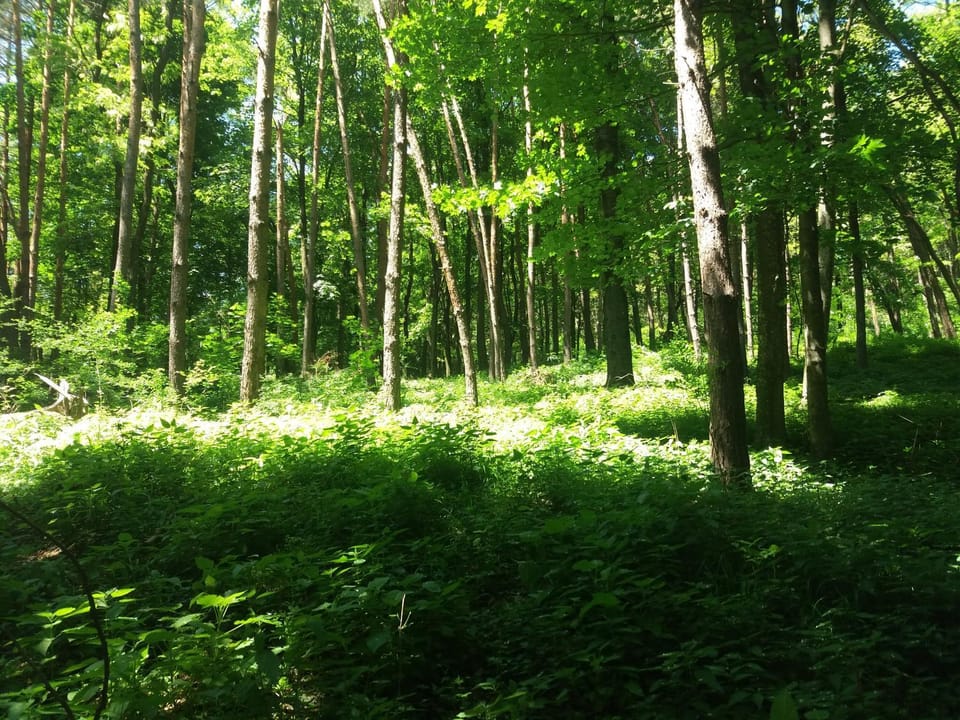 Natural landscape