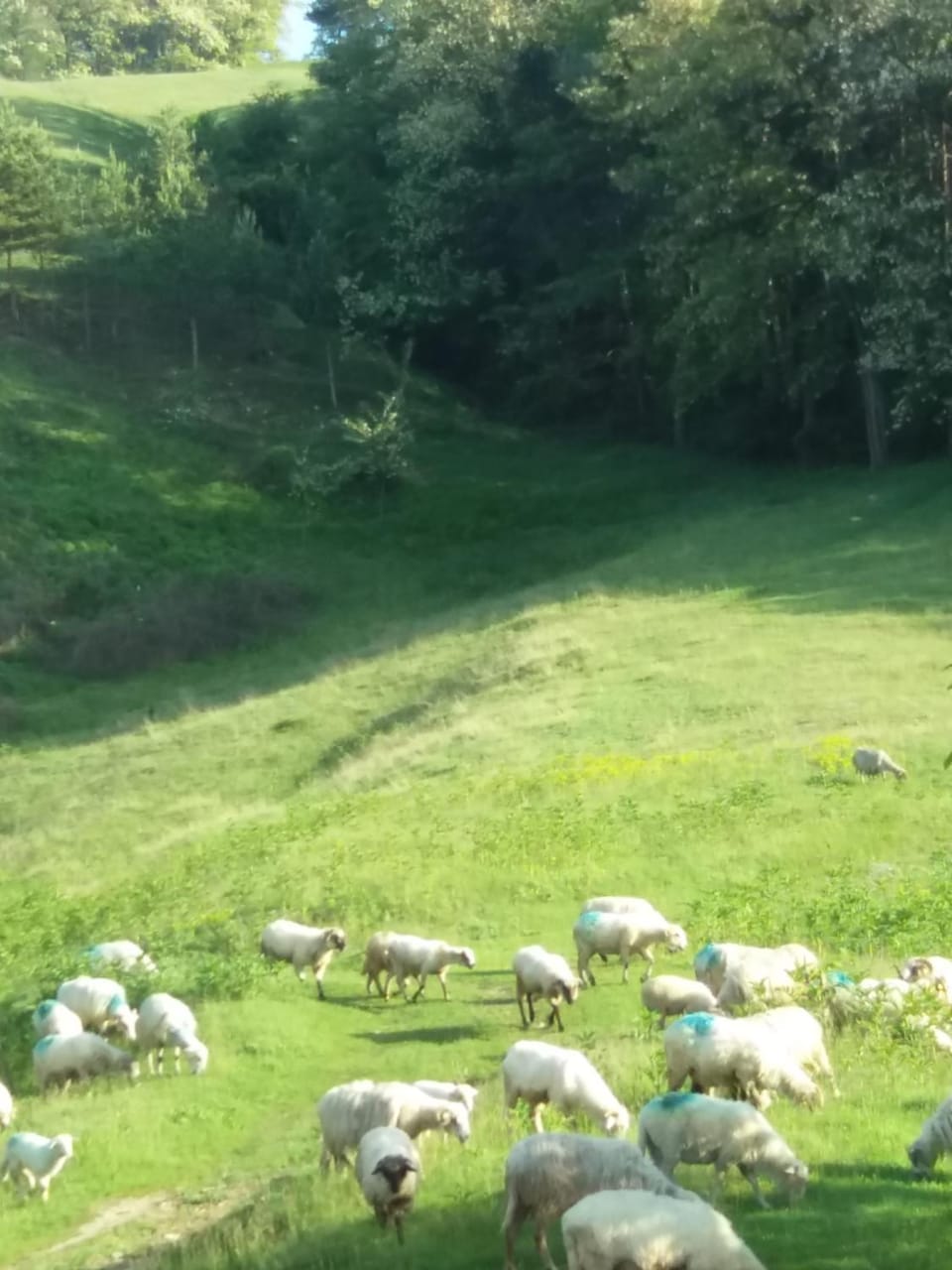 Natural landscape, Animals