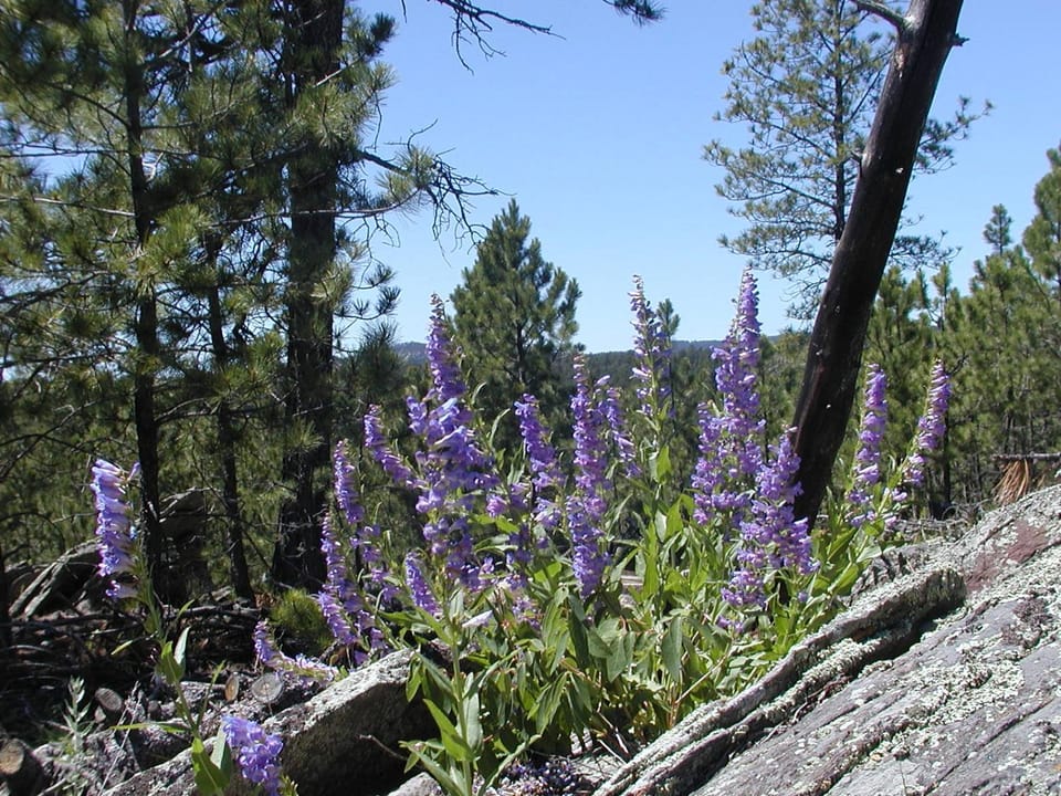 Natural landscape