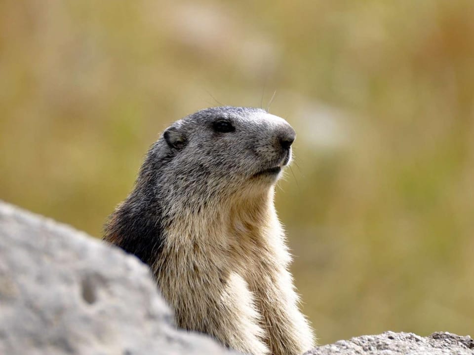 Appartement spacieux pour 10 pers, à 100m des pistes, Wifi gratuit, animaux admis - Saint-Michel-de-Chaillol - FR-1-393-42 Apartment in Provence-Alpes-Côte d'Azur