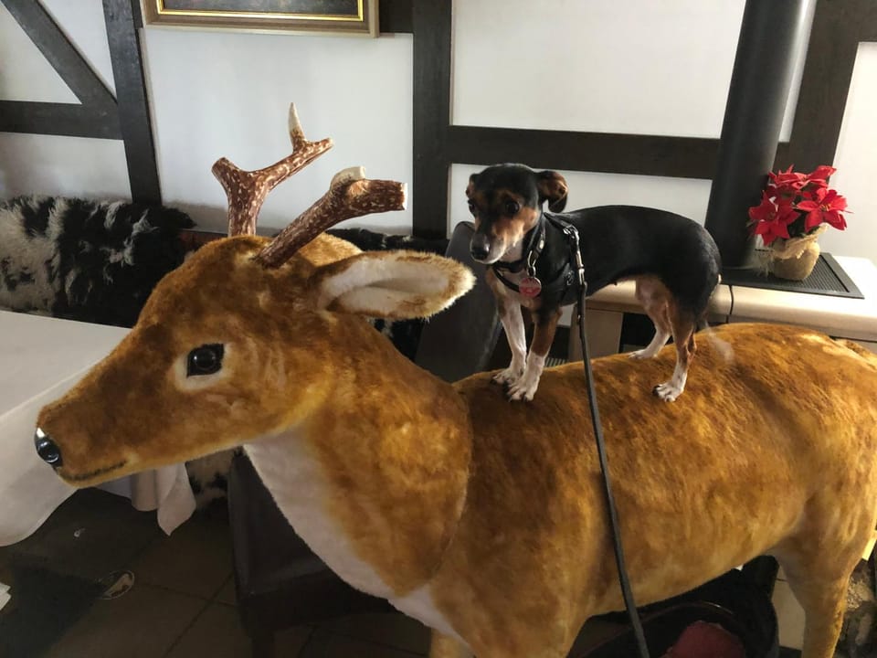 Berghotel Natura Bed & Breakfast Hotel in Winterberg