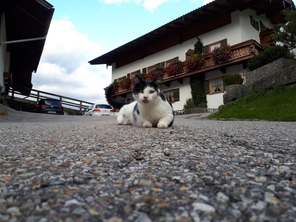 Day, Pets