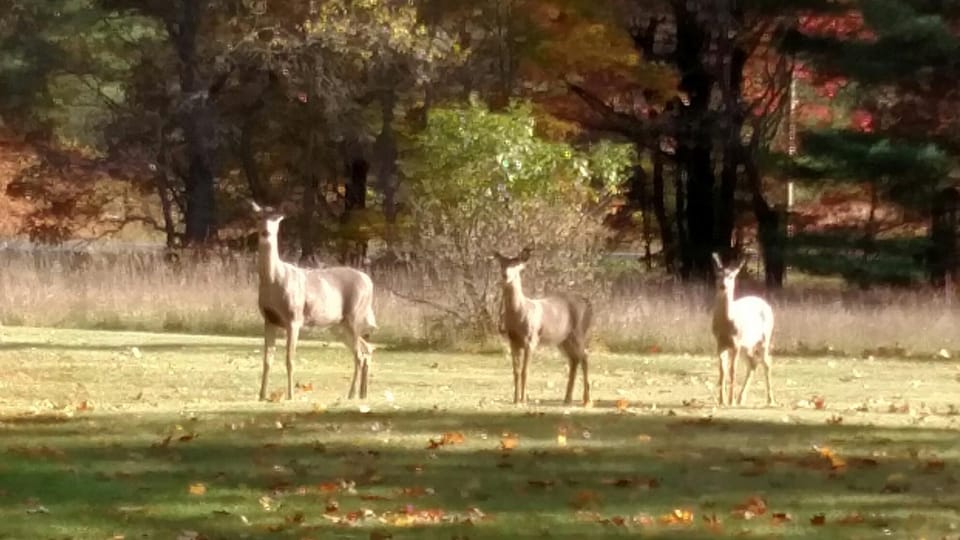 Animals