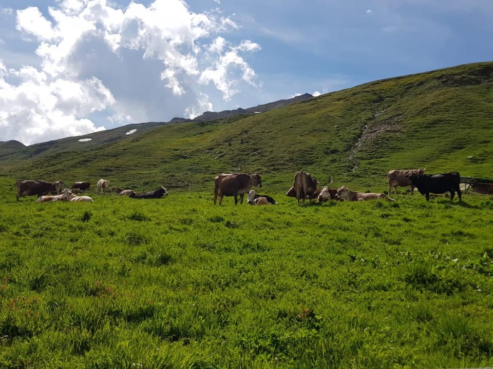 Agriturismo Malga Dell'Alpe Farm Stay in Trentino-South Tyrol