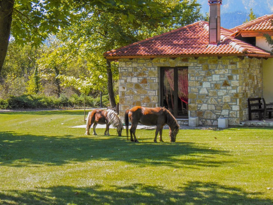 Natural landscape, Garden, Animals, Garden view