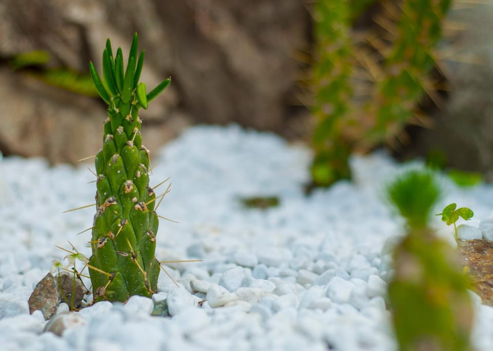 Villa Eliodora - due appartamenti House in Arenzano