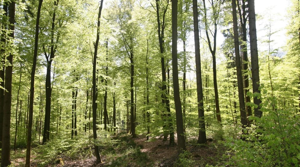 Natural landscape
