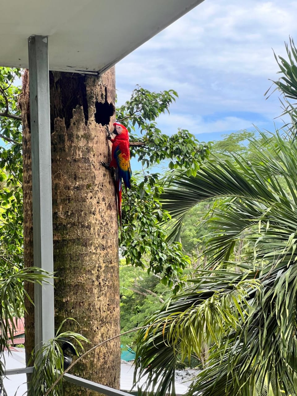 Peace of Paradise Breakfast Included Free Manuel Antonio Park Tour Hotel in Quepos