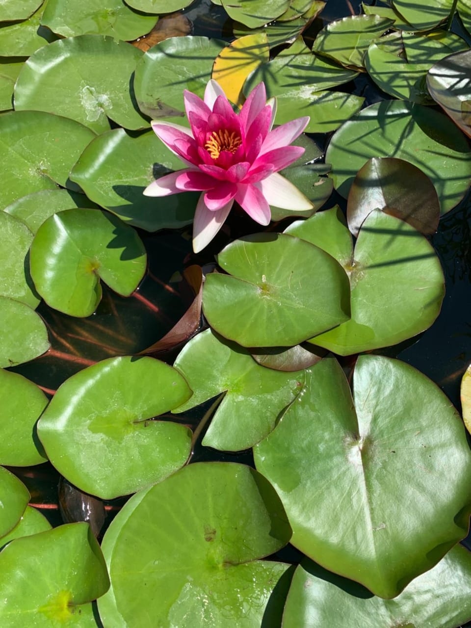 Day, Natural landscape