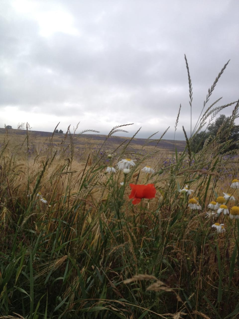 Natural landscape