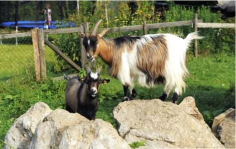 Animals