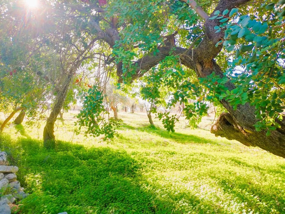 Spring, Day, Natural landscape, Garden, Garden view