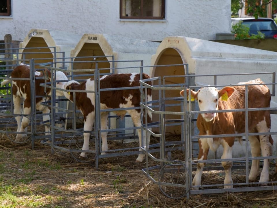 Schwaigerhof Rottau Farm Stay in Grassau