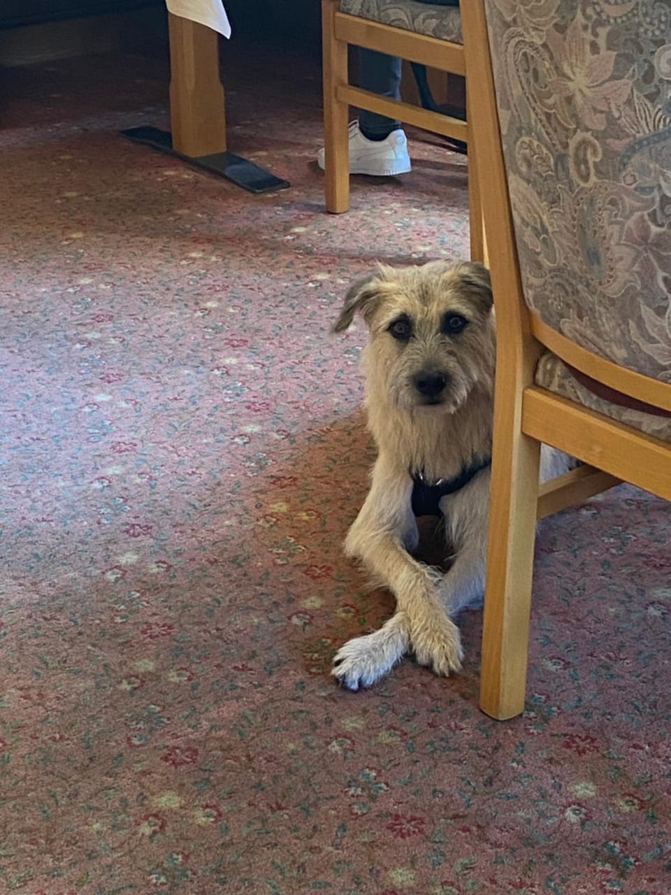 Restaurant/places to eat, Pets