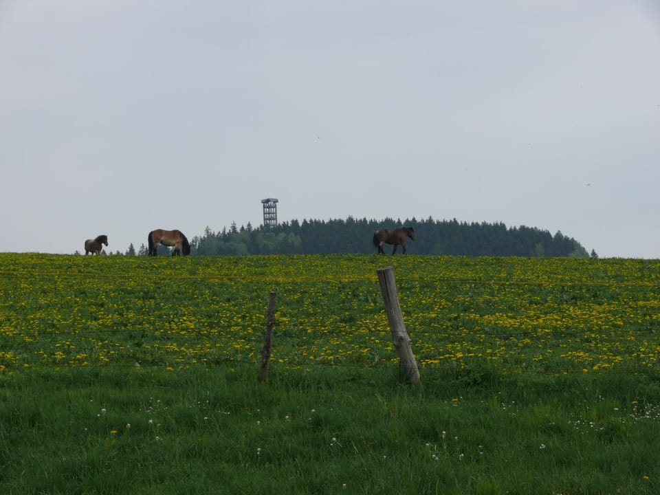 Horse-riding