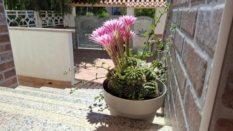 Inner courtyard view