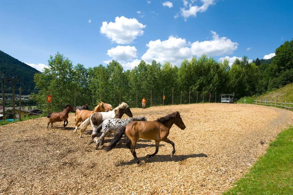 Facade/entrance, Horse-riding, Animals, Pets