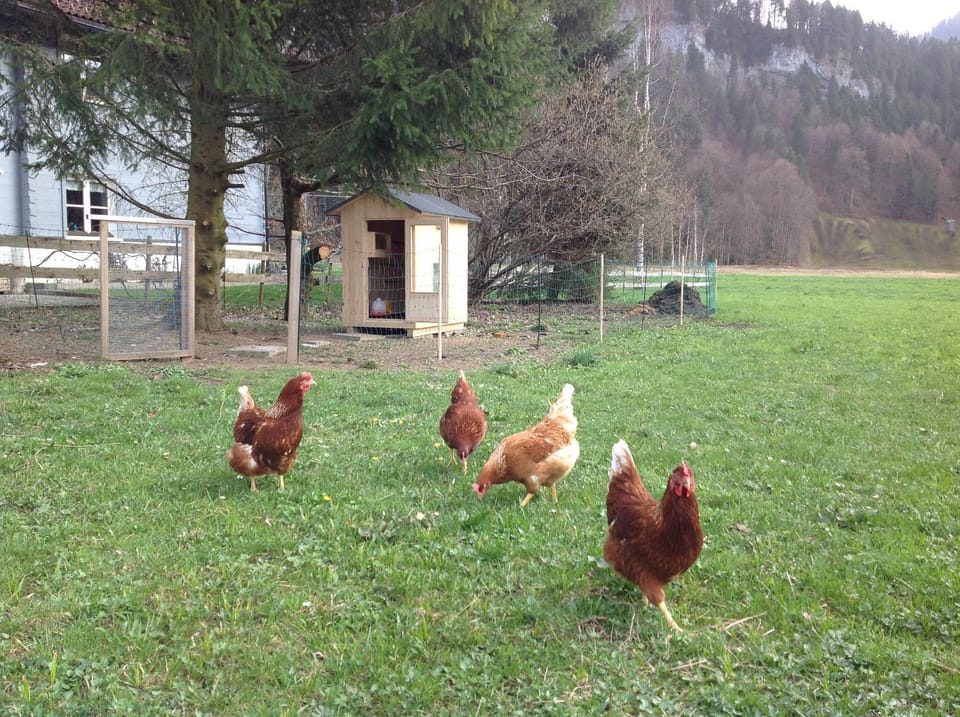 Garden, Animals