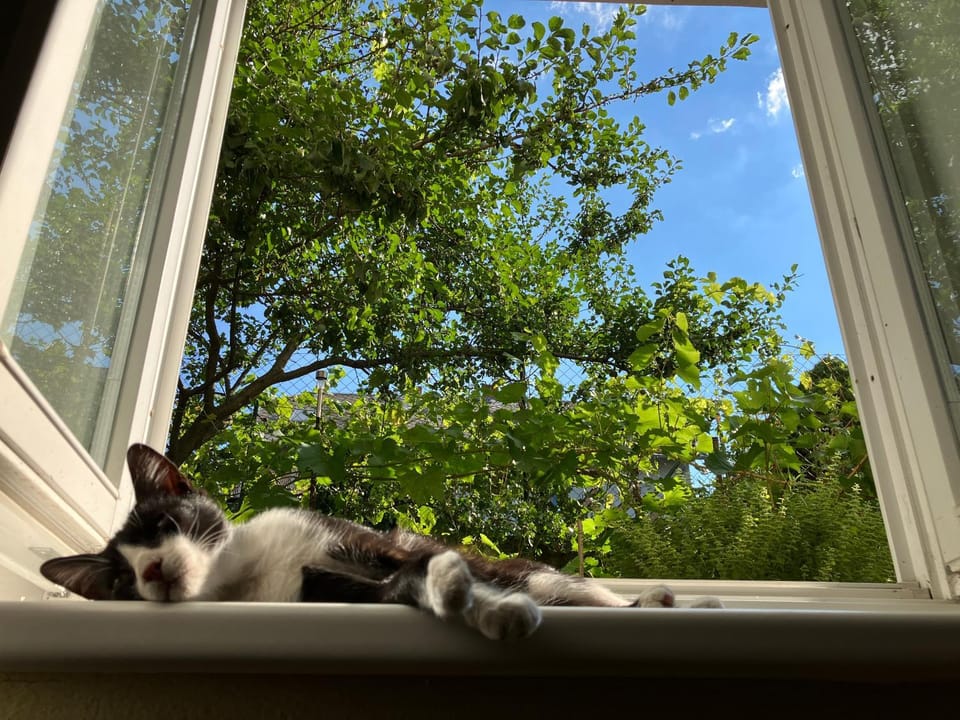 View (from property/room), Pets