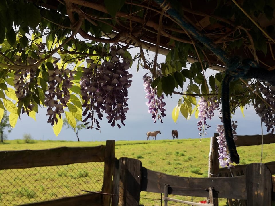 Natural landscape, Activities, Horse-riding, Hiking, Cycling, Animals, Garden view, Landmark view, Area and facilities