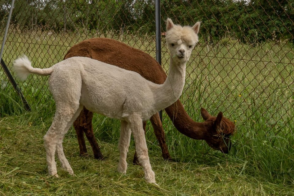 Animals