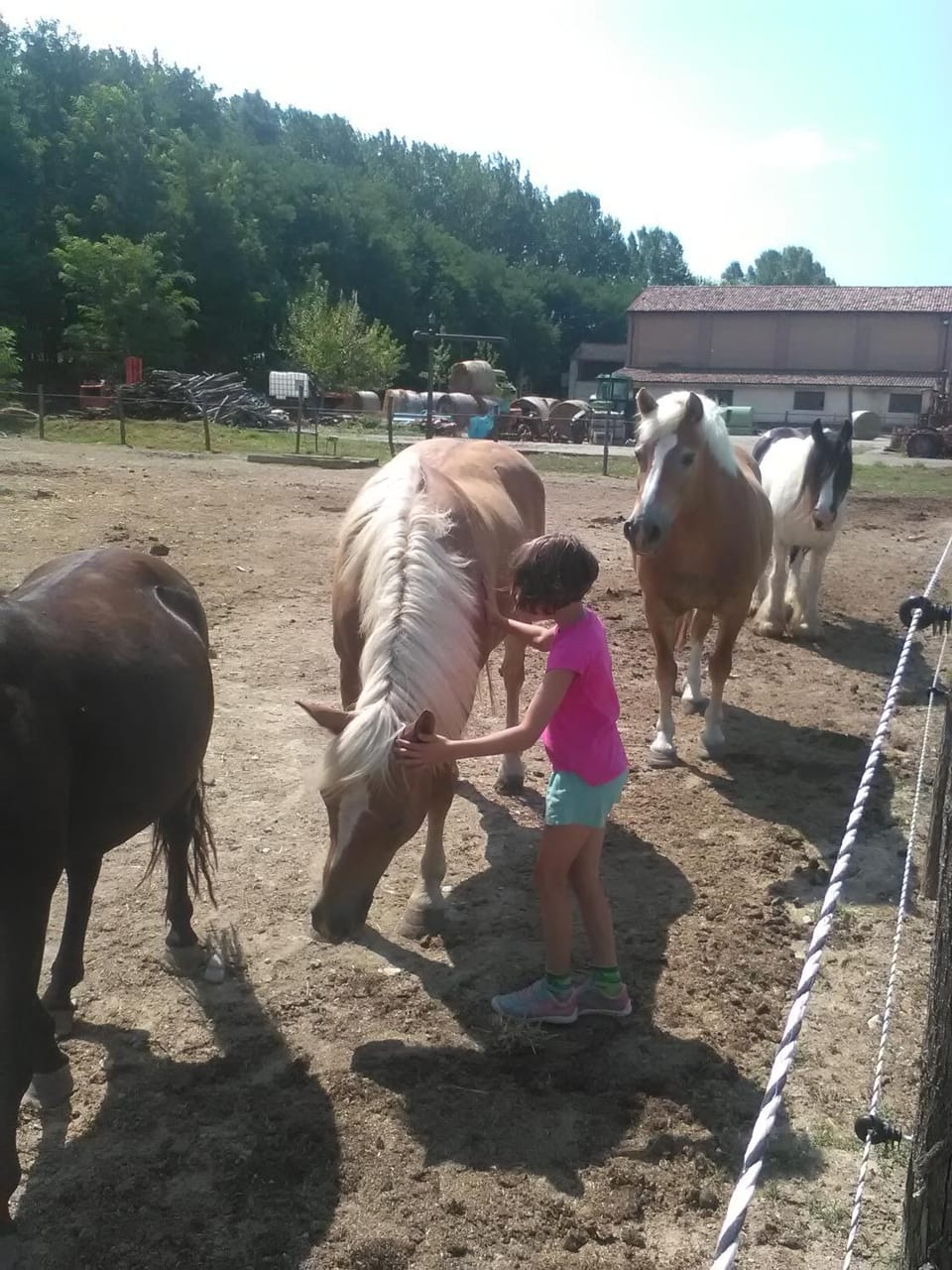 Animals, Family