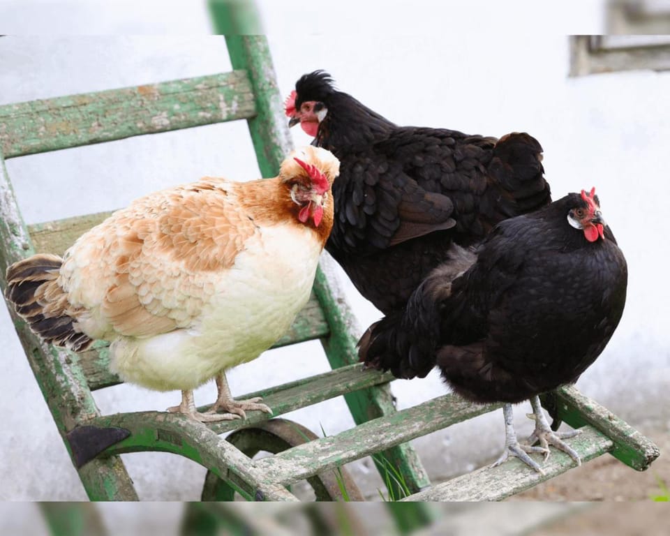 Garden, Animals, Pets
