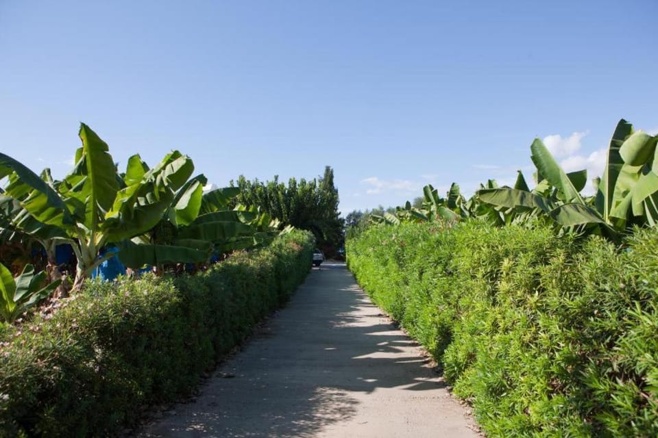 Banana Sunset Villas Villa in Paphos District