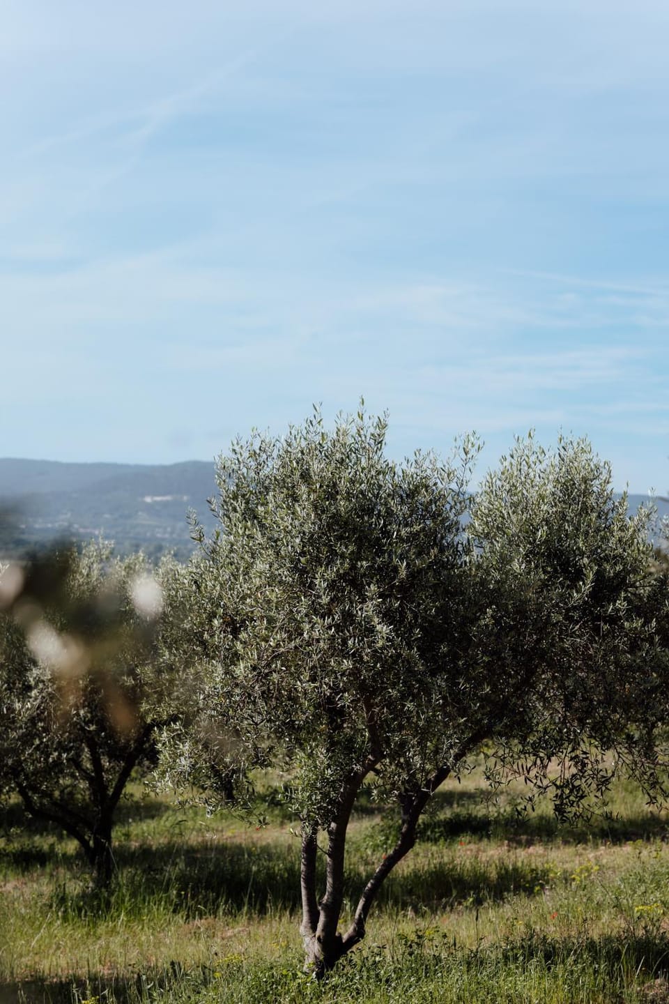 Domaine Lou Amì House in Provence-Alpes-Côte d'Azur