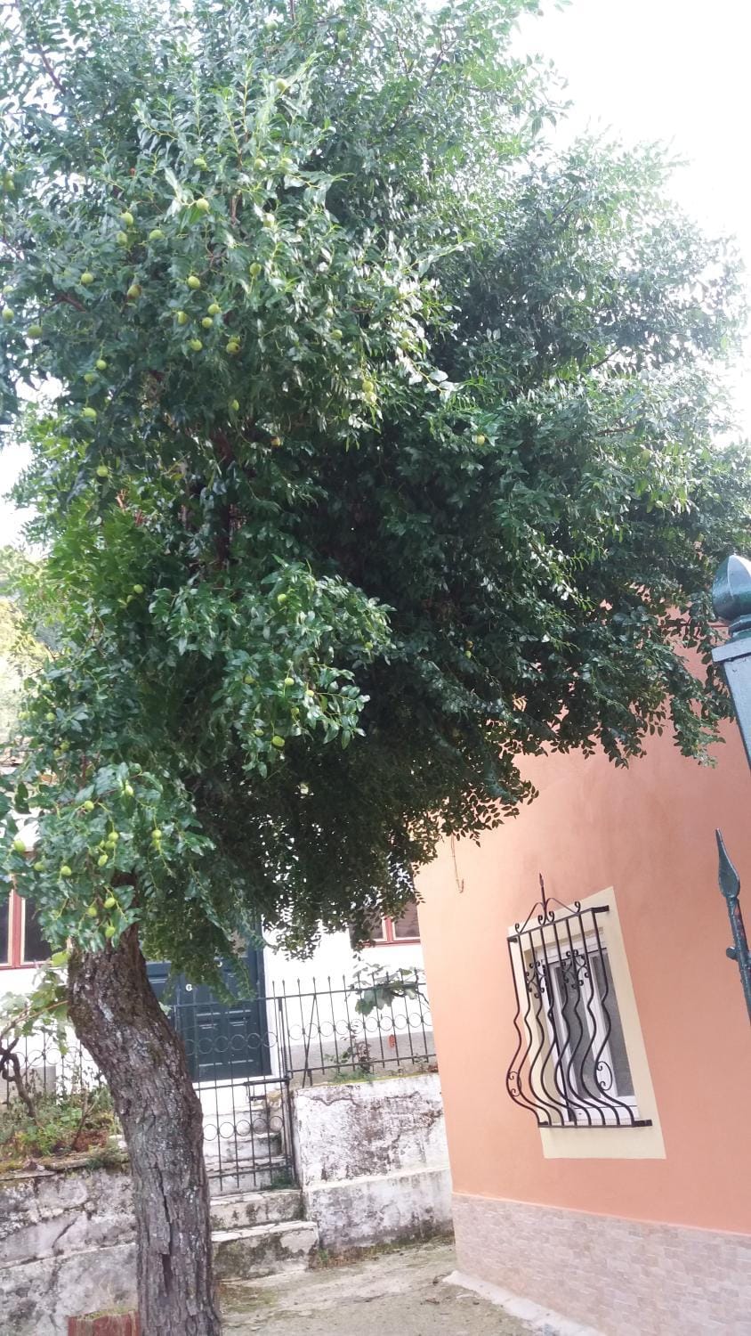 Other, Garden view