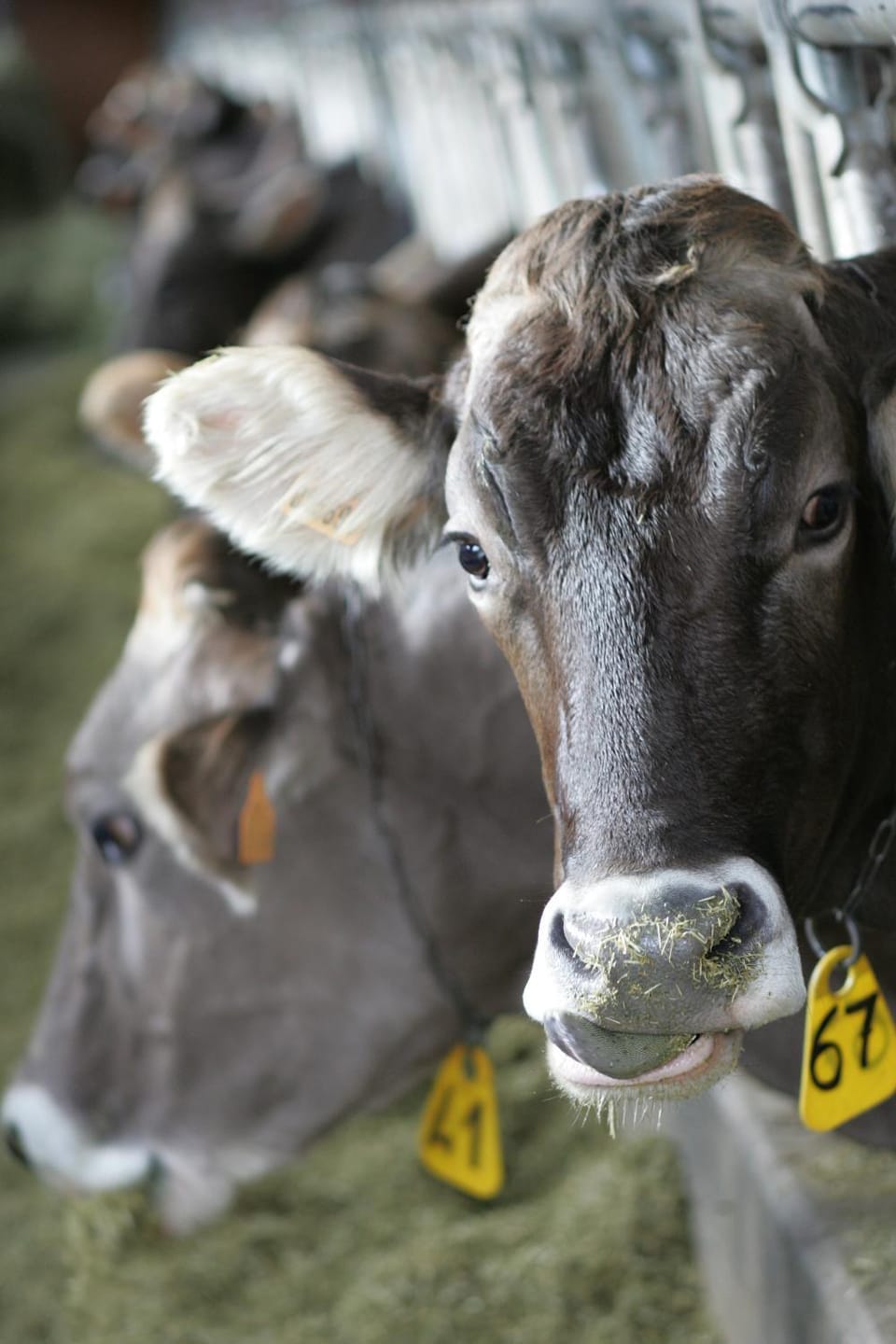 Other, Animals, Animals
