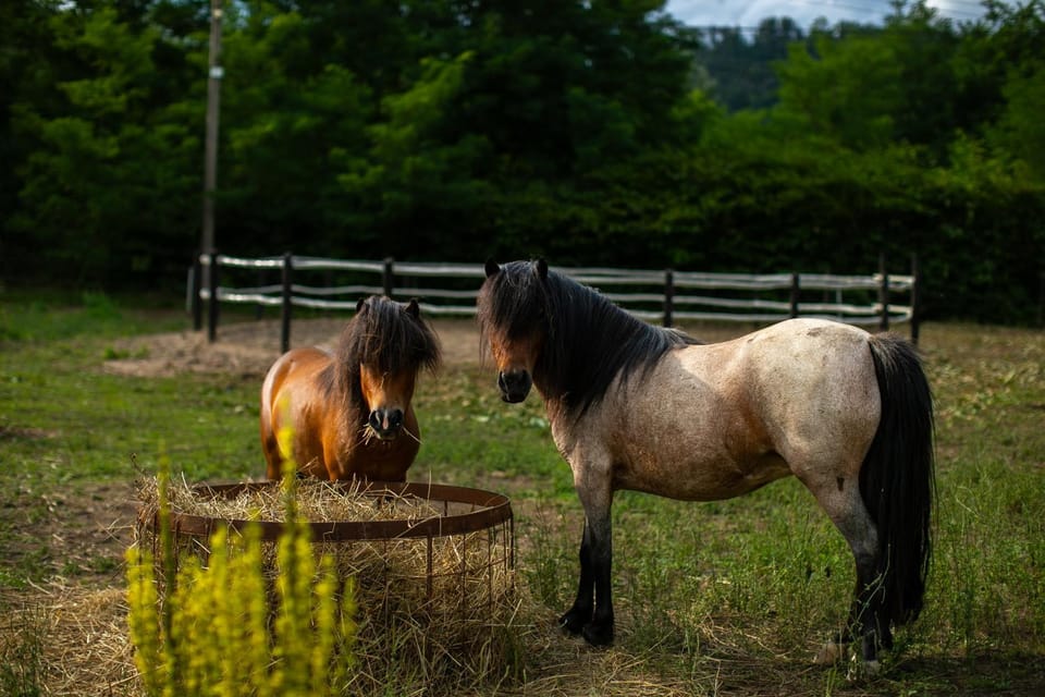 Animals