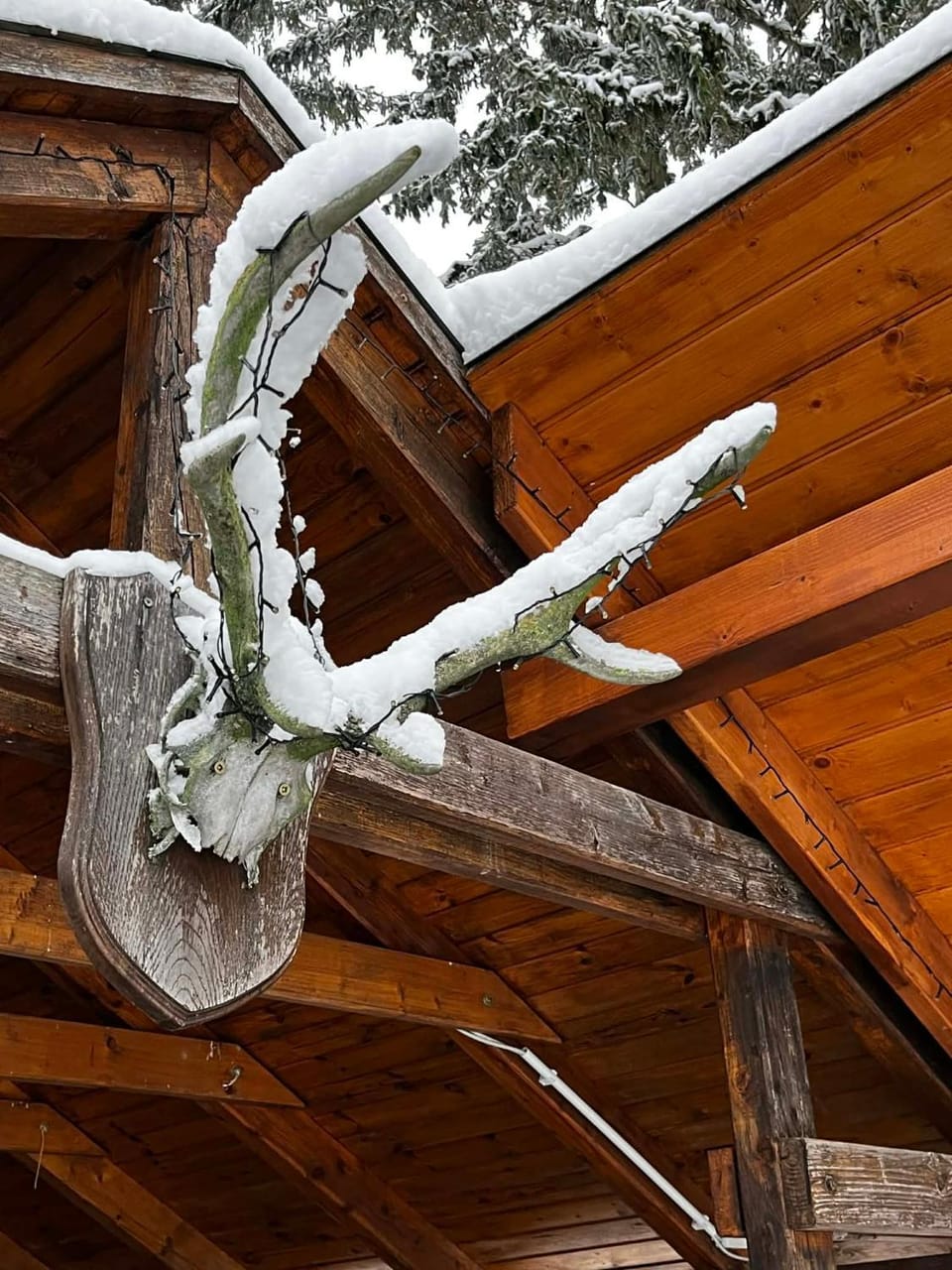 Winter, Garden