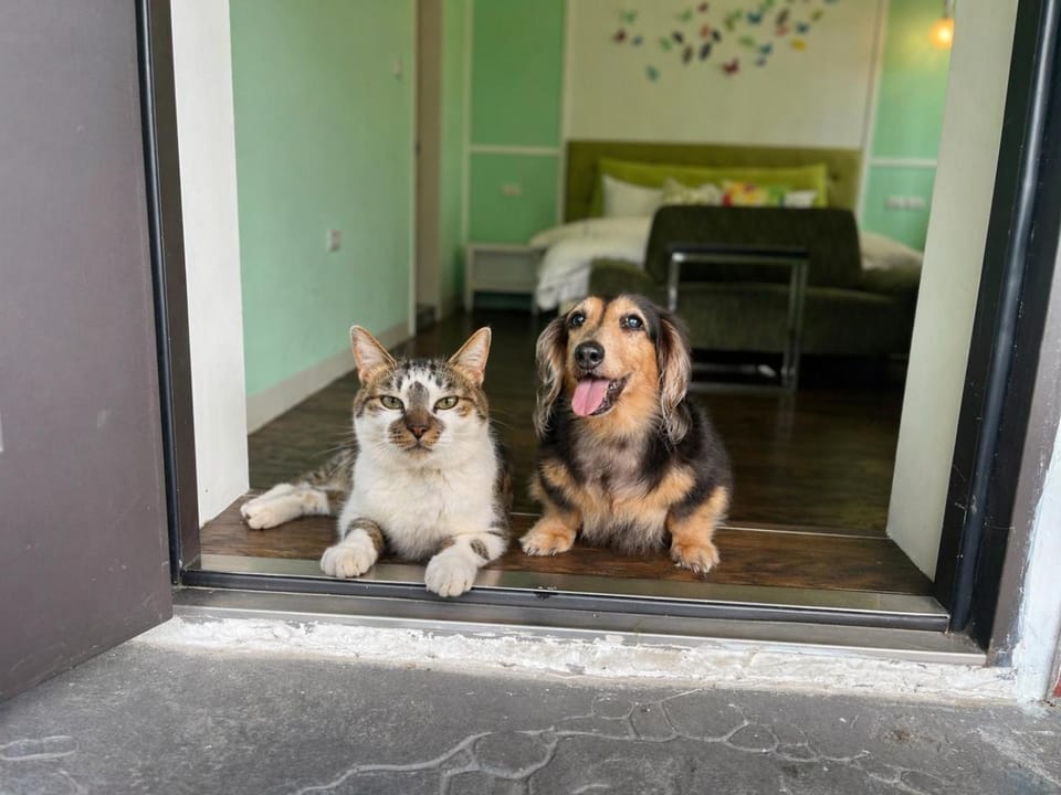 Animals, Animals, Animals, Pets, Pets, Pets, pet friendly, pet friendly