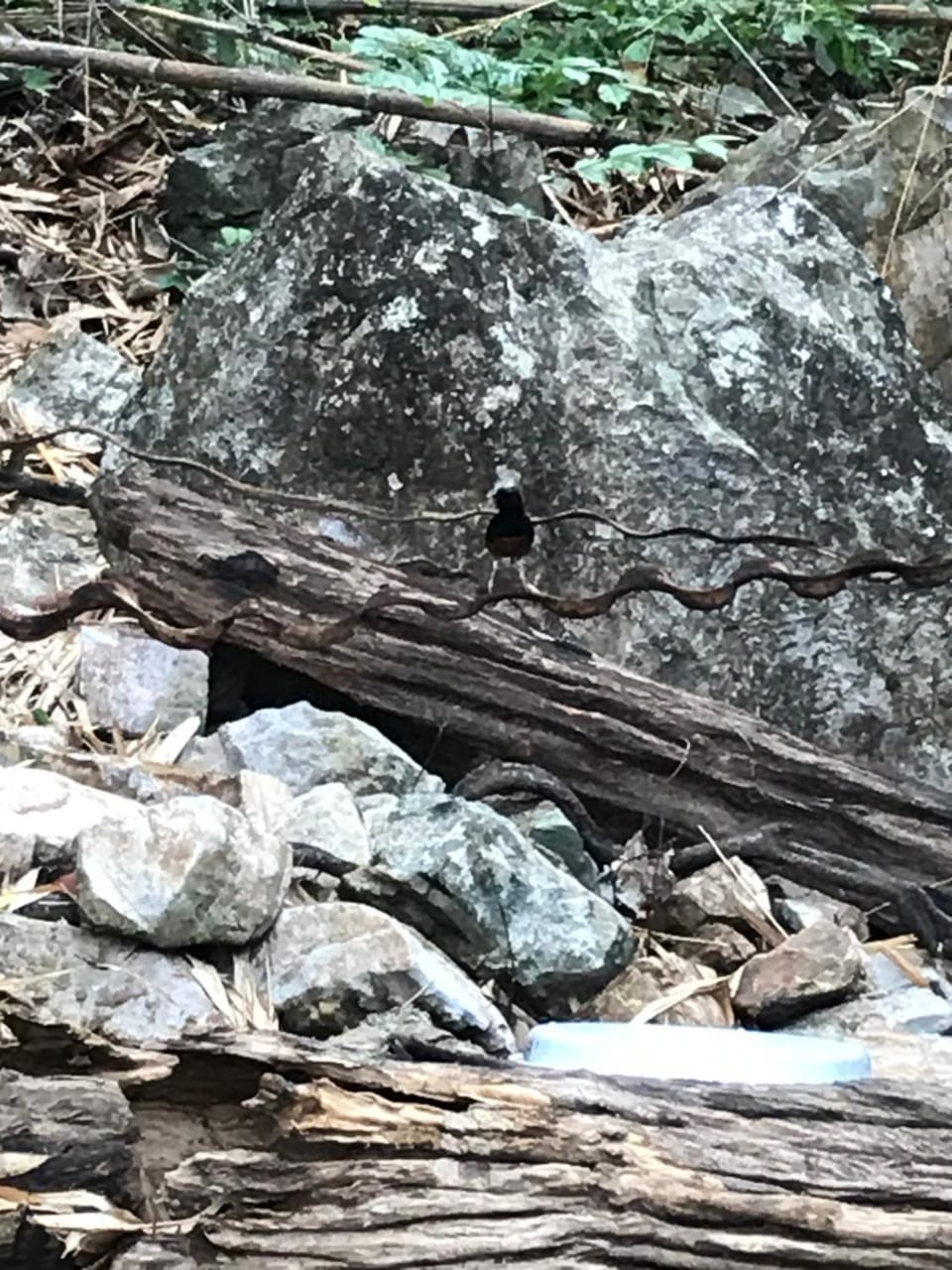 Hiking