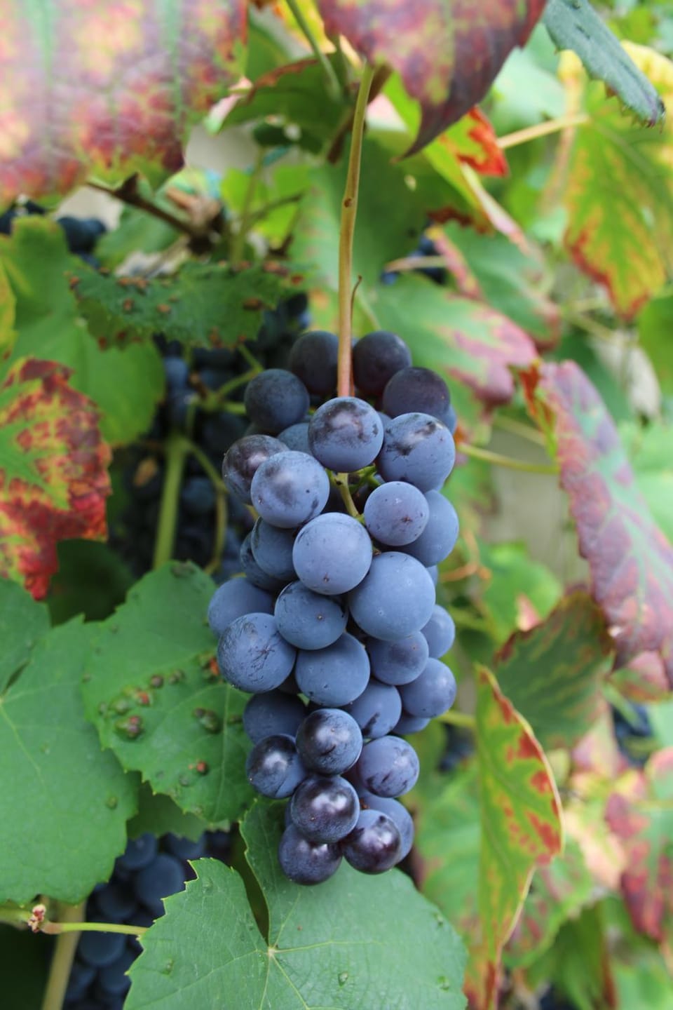 B&B De Gilleminus Bed and Breakfast in Flanders