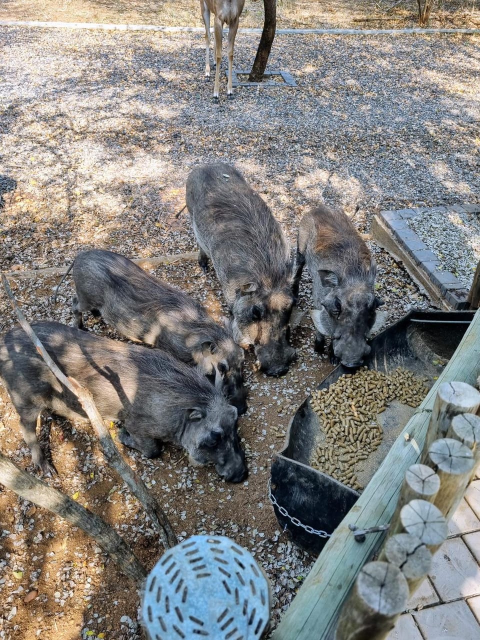 Animals