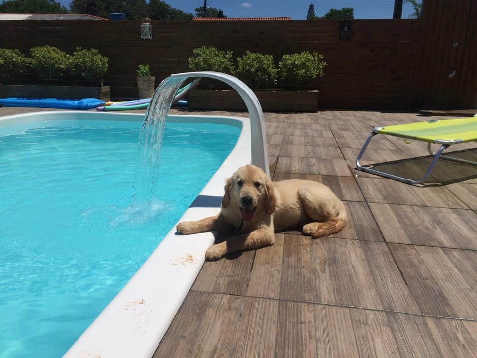Pets, Swimming pool