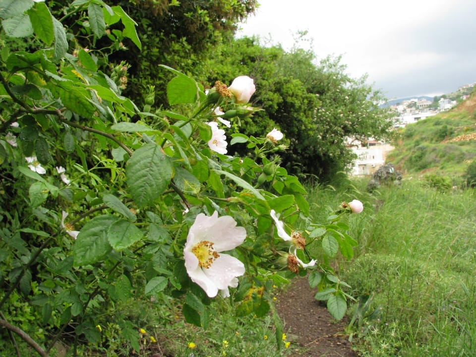 Tourism in the village Country House in North District