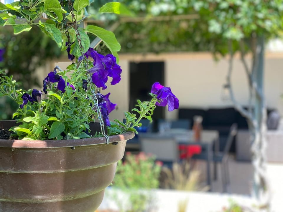 Garden view