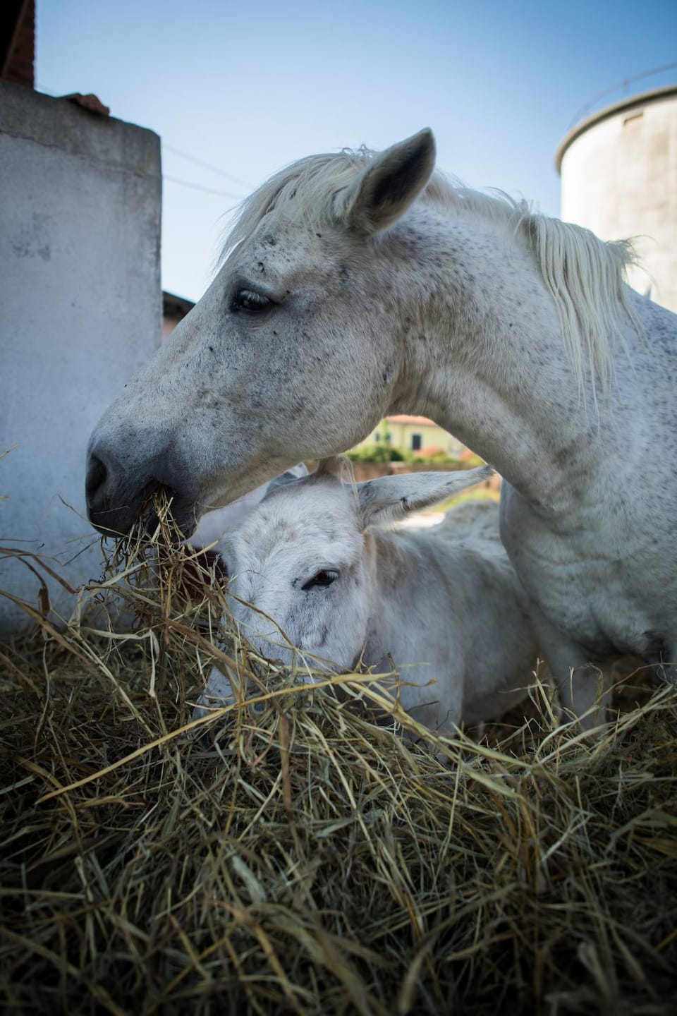 Property building, Animals