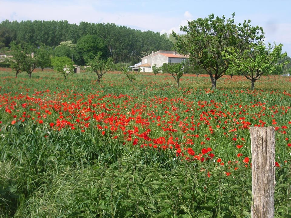 Spring