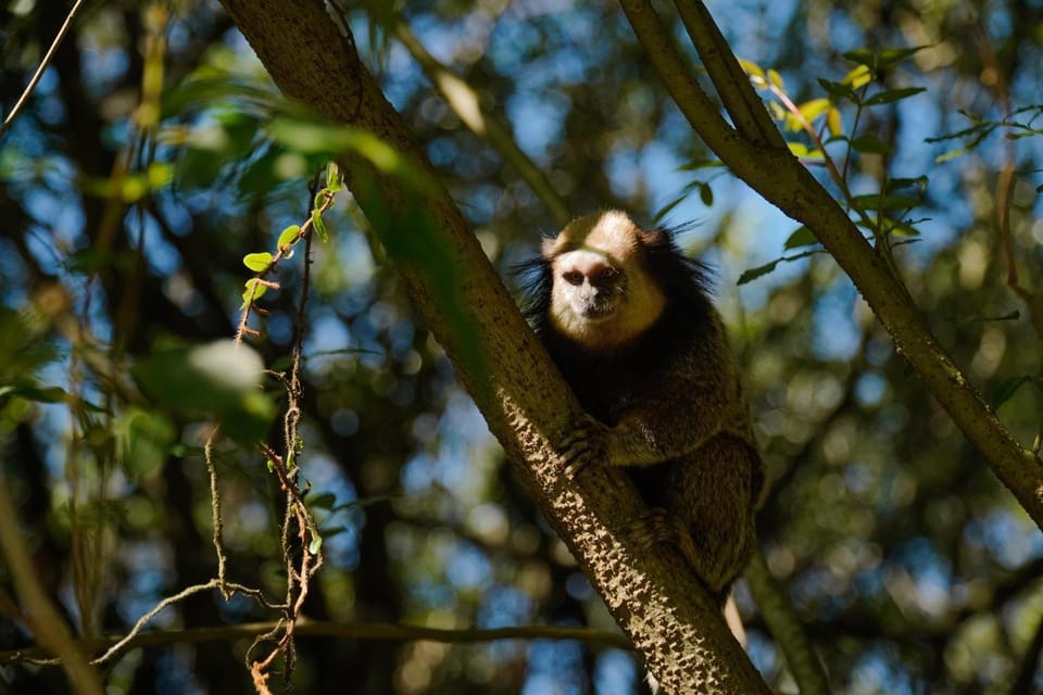 Natural landscape, Animals