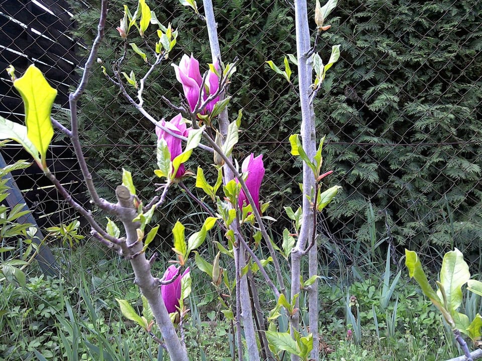Natural landscape, Garden