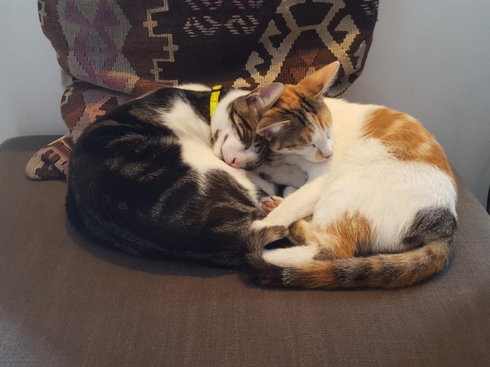 Pets