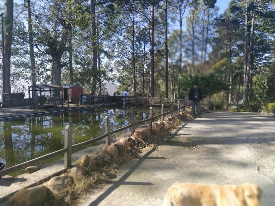 Patio, Area and facilities, Swimming pool